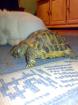 Nehme Landschildkröten auf Biete guten Platz